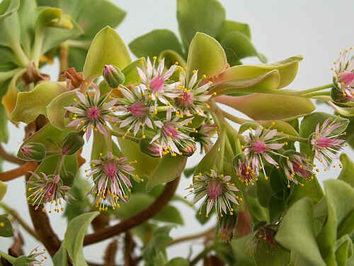 Aeonium goochiae: Aeonium goochiae
