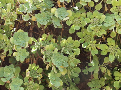 Aeonium goochiae (Aeonium goochiae)