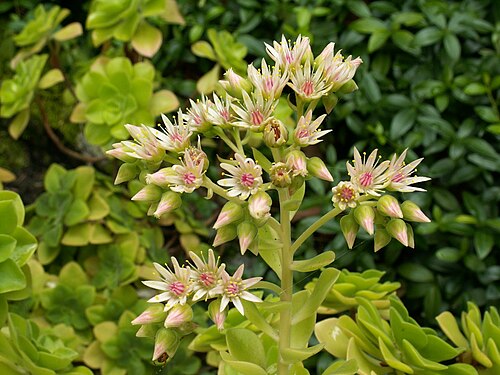 Aeonium goochiae: Aeonium goochiae x