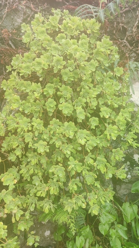 Aeonium goochiae (Aeonium goochiae)