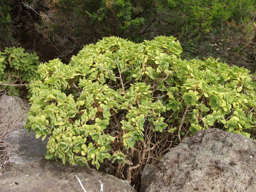 Aeonium goochiae (Aeonium goochiae)