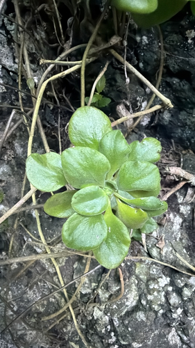 Aeonium goochiae (Aeonium goochiae)