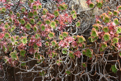 Aeonium goochiae (Aeonium goochiae)