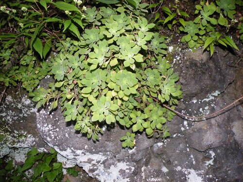 Aeonium goochiae (Aeonium goochiae)