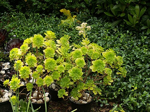 Aeonium goochiae: Aeonium goochiae x