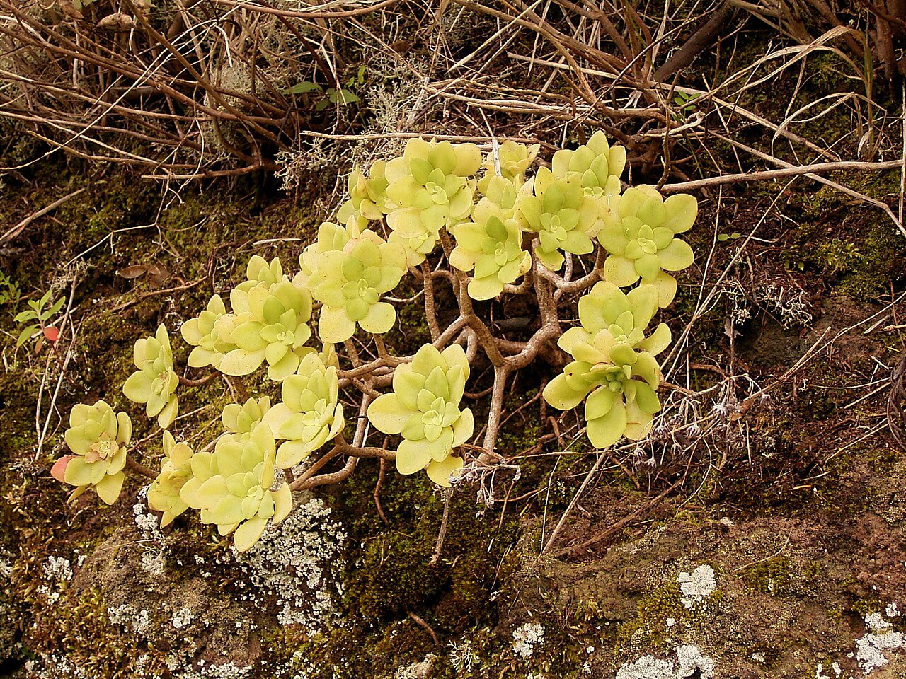 Aeonium goochiae: Aeonium goochiae growing in Barlovento , La Palma , Canary Islands