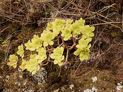 Aeonium goochiae: Aeonium goochiae growing in Barlovento , La Palma , Canary Islands