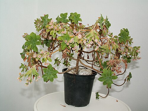 Aeonium goochiae: Aeonium goochiae
