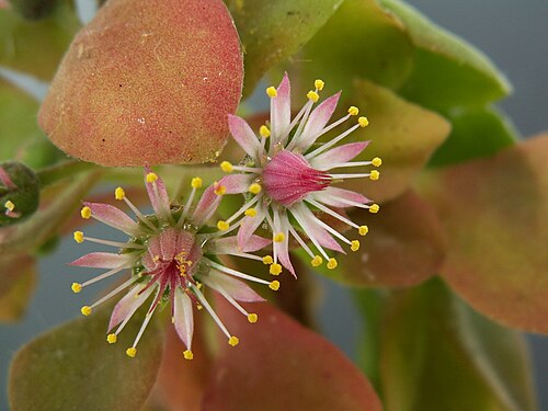 Aeonium goochiae: Aeonium_goochiae