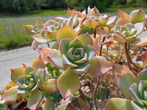 Haworth's aeonium: Aeonium haworthii , Botanischer Garten Berlin.