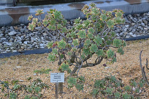 Haworth's aeonium: Aeonium haworthii at the New Botanical Gardens of George August University, Göttingen, Germany