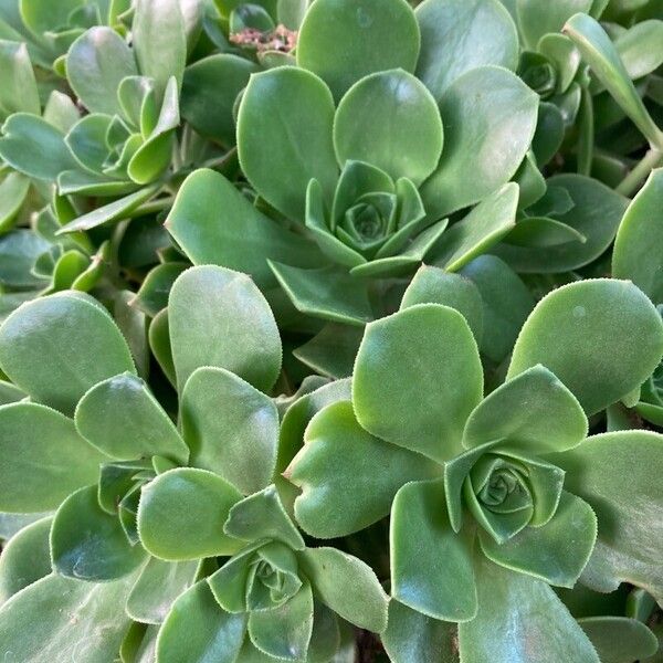 Haworth's aeonium (Aeonium haworthii)