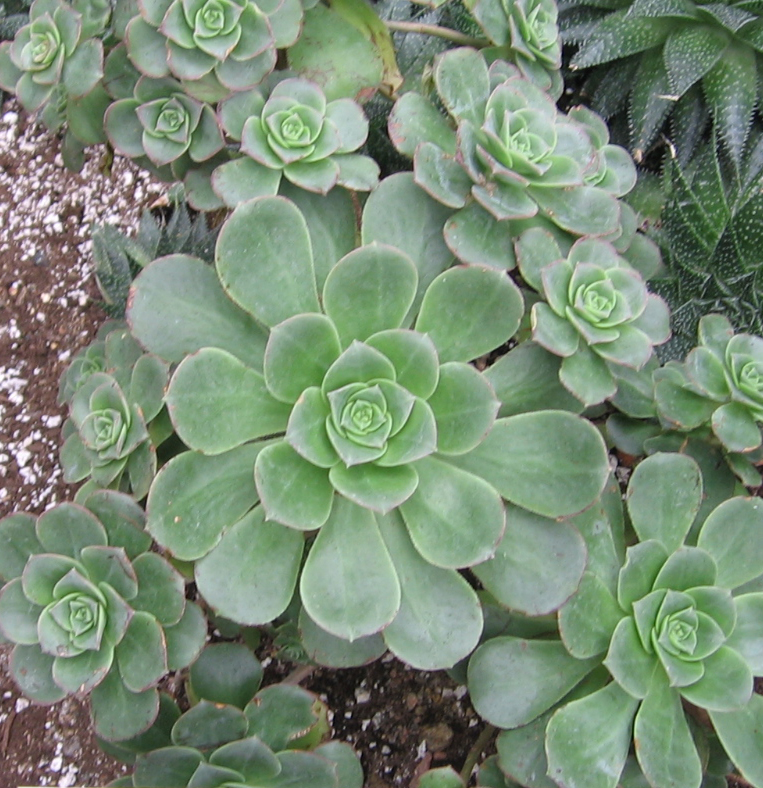 Haworth's aeonium: Aeonium haworthii , Jardin botanique de Montréal