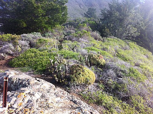 Haworth's aeonium: Aeonium haworthii San Luis Obispo County, CA 21324 Highway 1 ca. 3 road miles North from Ragged Point, 100 meters along the highway south of the Monterey County