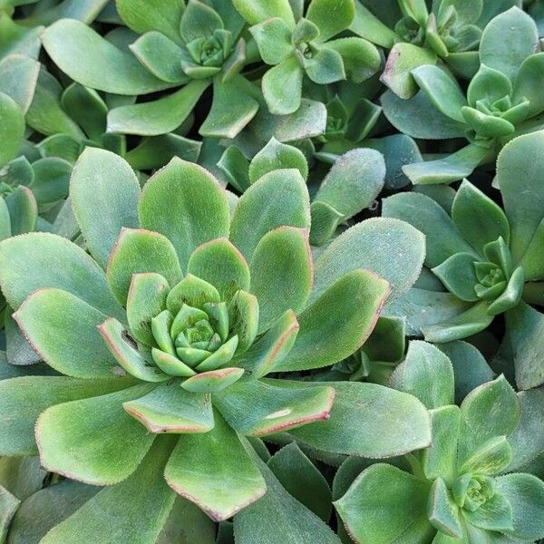 Haworth's aeonium (Aeonium haworthii)