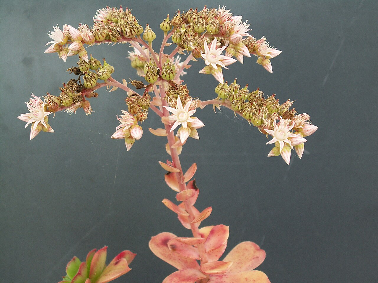 Haworth's aeonium: Aeonium haworthii