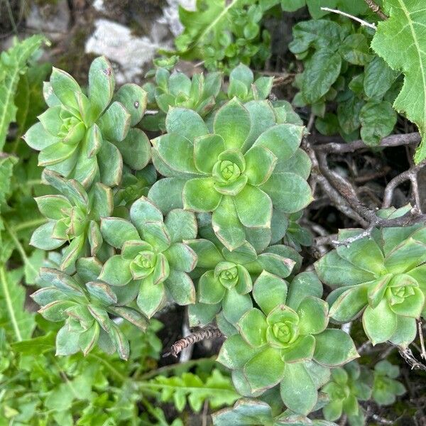 Haworth's aeonium (Aeonium haworthii)