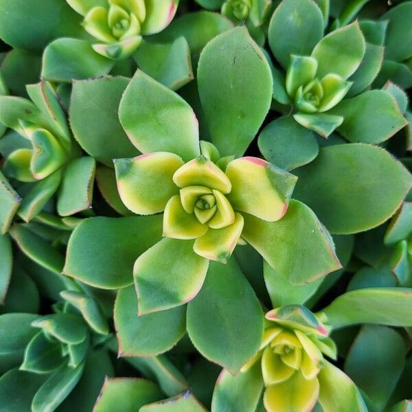 Haworth's aeonium (Aeonium haworthii)