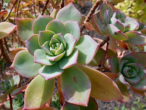 Haworth's aeonium: Aeonium haworthii , Botanischer Garten Berlin.