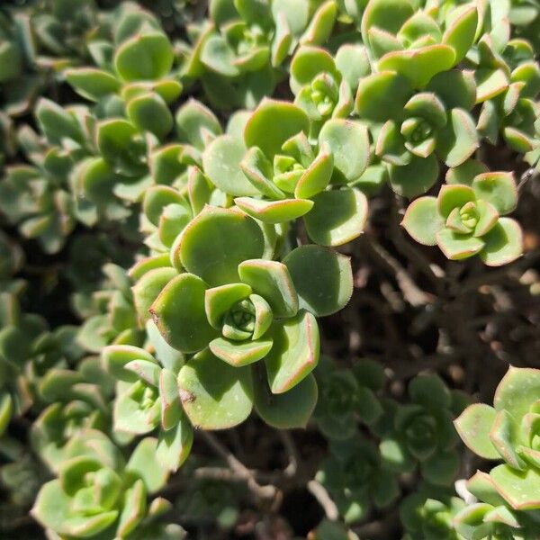 Haworth's aeonium (Aeonium haworthii)