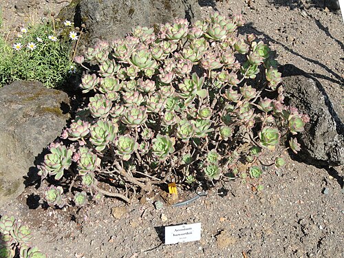Haworth's aeonium: Specimen in the Botanischer Garten, Frankfurt am Main, Germany.