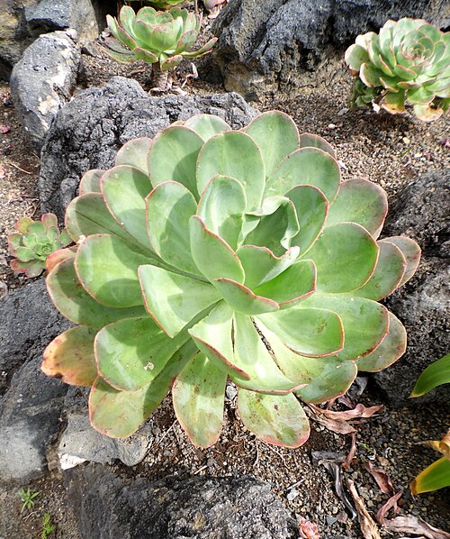 Aeonium hierrense: Aeonium hierrense in the Jardín Botánico Canario Viera y Clavijo