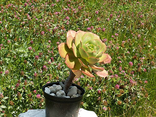 Aeonium hierrense: Aeonium hierrense