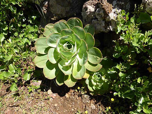Aeonium hierrense: Planta del género Aeonium, familia crasuláceas. Nombre científico: Aeonium hierrense. Nombre común, en la isla de El Hierro: sanjora. Fotografía tomada en una l