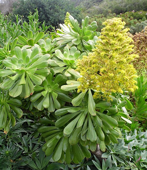 Aeonium hierrense: Aeonium hierrense in the Jardín Botánico Canario Viera y Clavijo