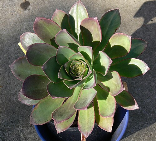 Aeonium hierrense: Aeonium Hierrense in summer colour