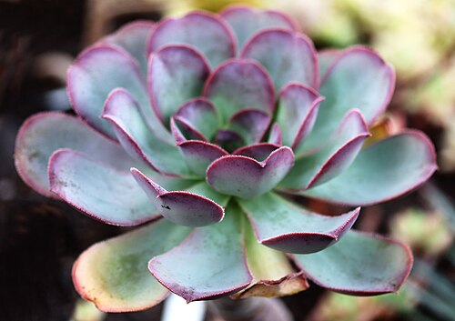 Aeonium hierrense: Aeonium hierrense, Hortus Botanicus Leiden, Netherlands