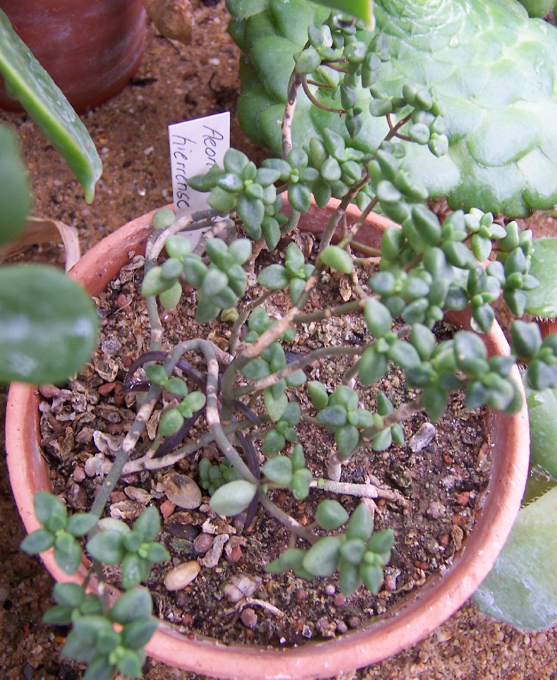 Aeonium hierrense: Aeonium