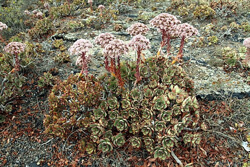 Aeonium lancerottense: Aeonium lancerottense on the outskirts of Mozaga village on Lanzarote, The Canary Islands, Spain