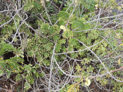 Aeonium lancerottense (Aeonium lancerottense)
