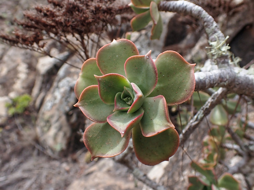 Aeonium lancerottense (Aeonium lancerottense)