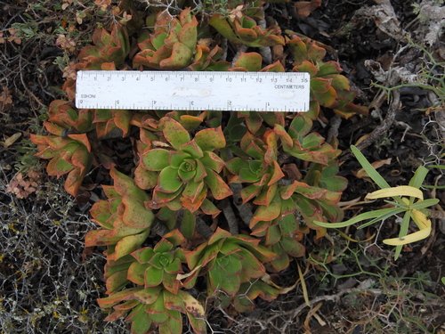 Aeonium lancerottense (Aeonium lancerottense)
