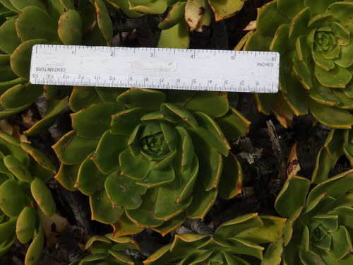 Aeonium lancerottense (Aeonium lancerottense)