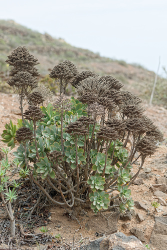 Aeonium lancerottense (Aeonium lancerottense)