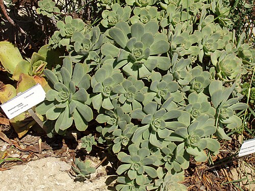 Aeonium lancerottense: To the far left in the photo is Aeonium nobile , scarcely visible behind the label. The plant clearly visible in the foreground is Aeonium lancerottense , for w