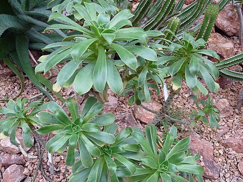 Aeonium lancerottense: Aeonium lancerottense in the Sukkulentensammlung Zürich