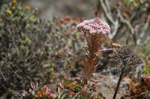 Aeonium lancerottense (Aeonium lancerottense)