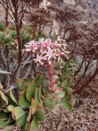 Aeonium lancerottense (Aeonium lancerottense)