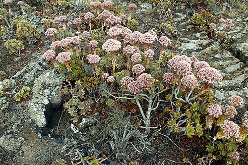 Aeonium lancerottense: Aeonium lancerottense on the outskirts of Mozaga village on Lanzarote, The Canary Islands, Spain