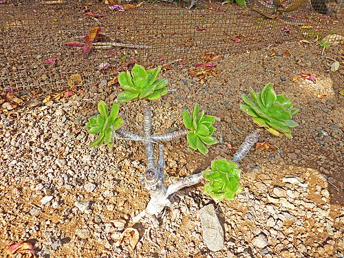 Aeonium leucoblepharum: Aeonium leucoblepharum in the Jardín Botánico Canario Viera y Clavijo .