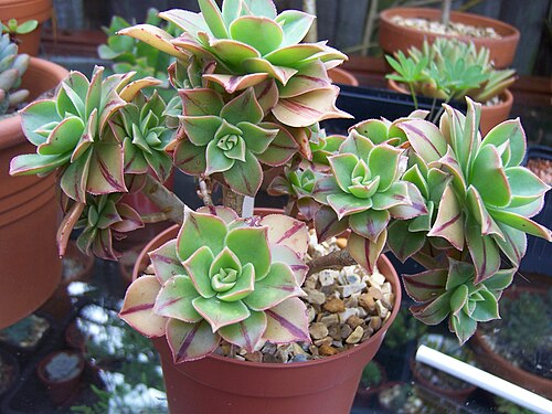 Aeonium leucoblepharum: Aeonium Leucoblepharum