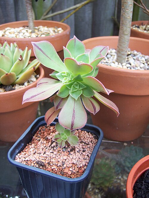 Aeonium leucoblepharum: Aeonium Leucoblepharum - Cutting