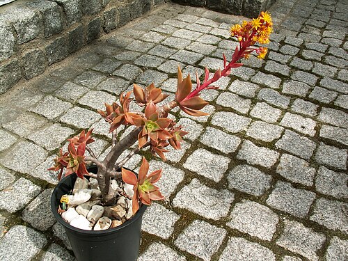 Aeonium leucoblepharum: Aeonium leucobleferum