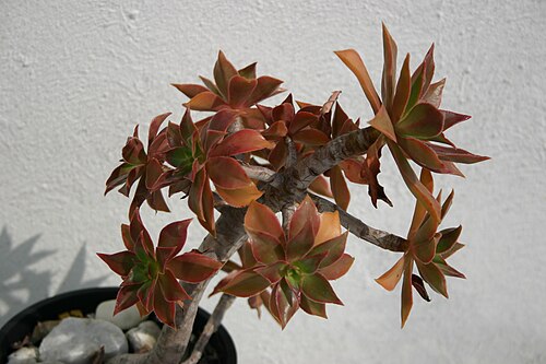 Aeonium leucoblepharum: Aeonium leucoblepharum