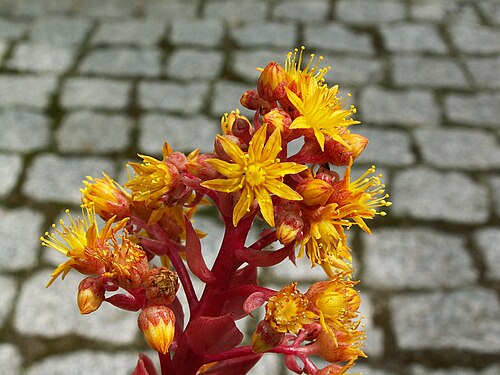 Aeonium leucoblepharum: Aeonium leucoblepharum .