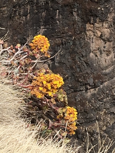 Aeonium leucoblepharum (Aeonium leucoblepharum)